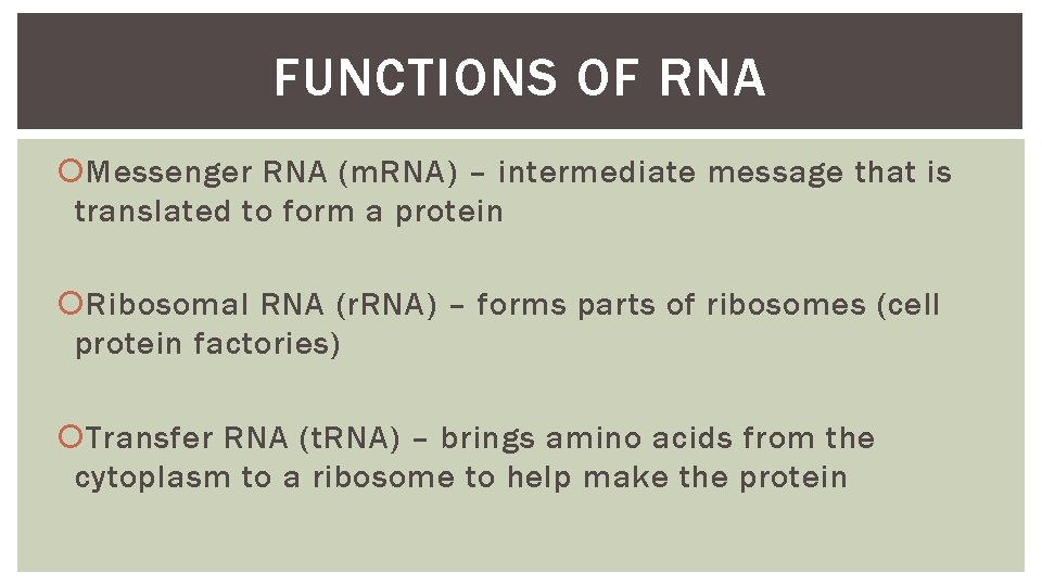 FUNCTIONS OF RNA Messenger RNA (m. RNA) – intermediate message that is translated to