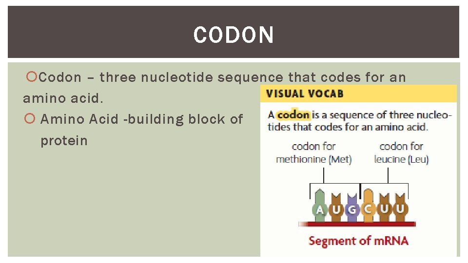 CODON Codon – three nucleotide sequence that codes for an amino acid. Amino Acid