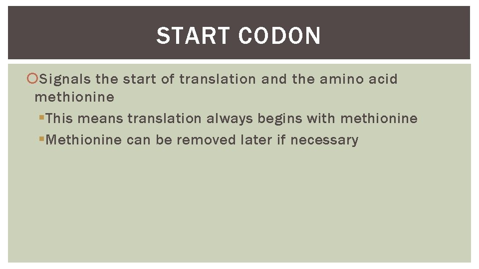 START CODON Signals the start of translation and the amino acid methionine § This