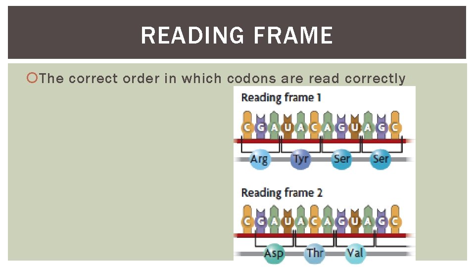 READING FRAME The correct order in which codons are read correctly 