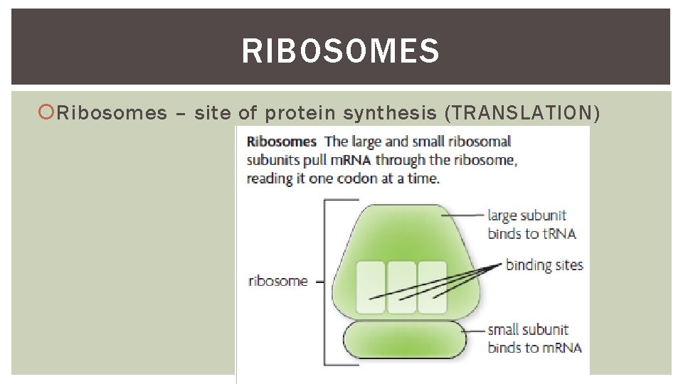 RIBOSOMES Ribosomes – site of protein synthesis (TRANSLATION) 