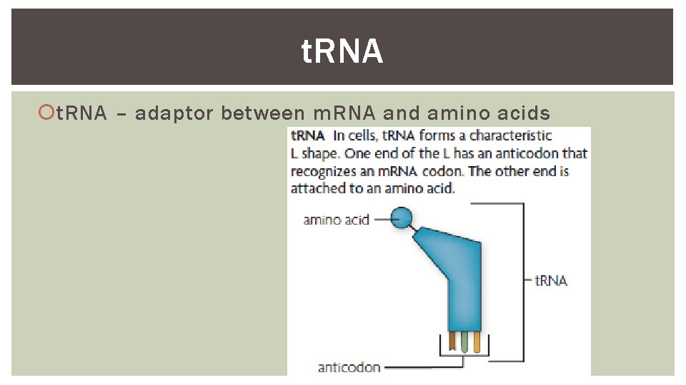 t. RNA – adaptor between m. RNA and amino acids 