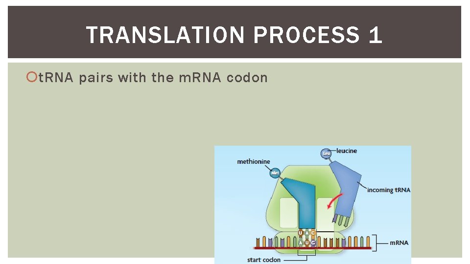 TRANSLATION PROCESS 1 t. RNA pairs with the m. RNA codon 