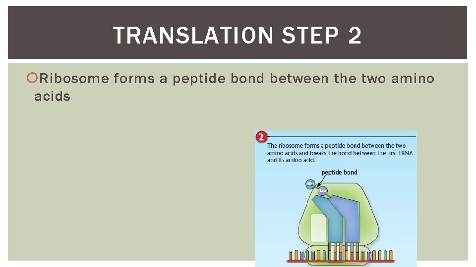 TRANSLATION STEP 2 Ribosome forms a peptide bond between the two amino acids 