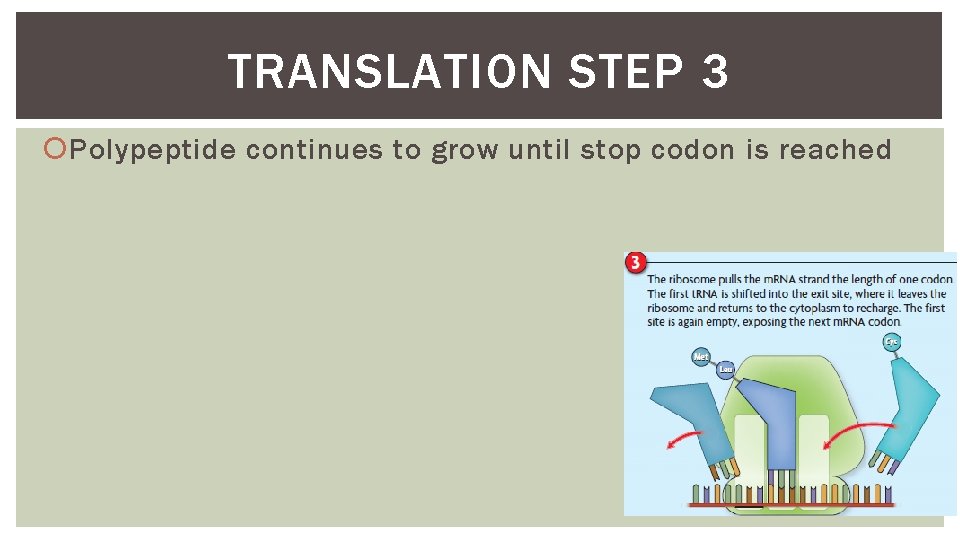 TRANSLATION STEP 3 Polypeptide continues to grow until stop codon is reached 