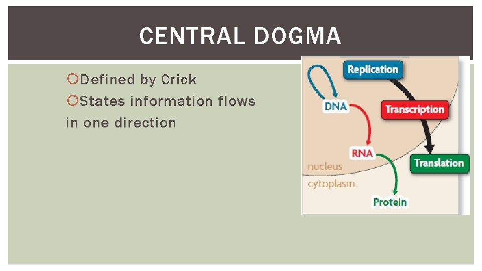 CENTRAL DOGMA Defined by Crick States information flows in one direction 