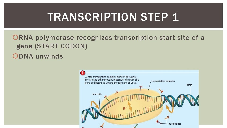 TRANSCRIPTION STEP 1 RNA polymerase recognizes transcription start site of a gene (START CODON)