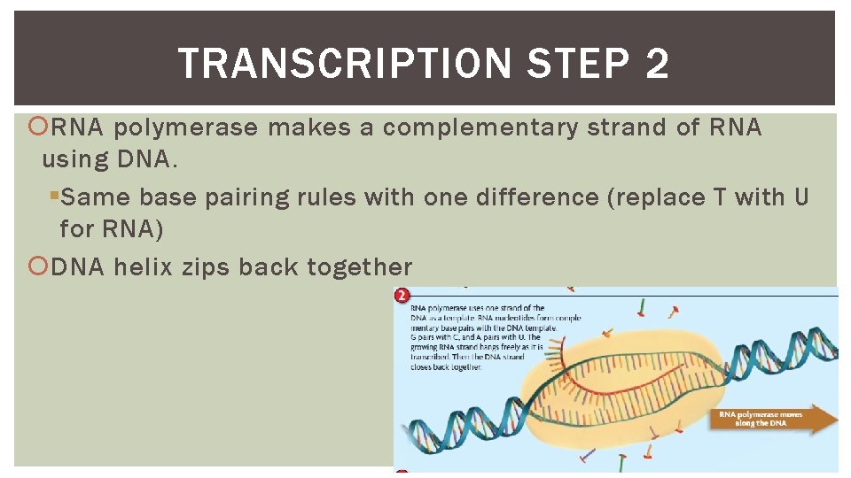 TRANSCRIPTION STEP 2 RNA polymerase makes a complementary strand of RNA using DNA. §