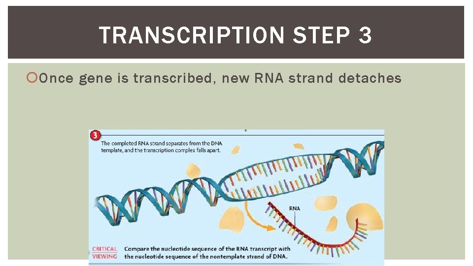 TRANSCRIPTION STEP 3 Once gene is transcribed, new RNA strand detaches 