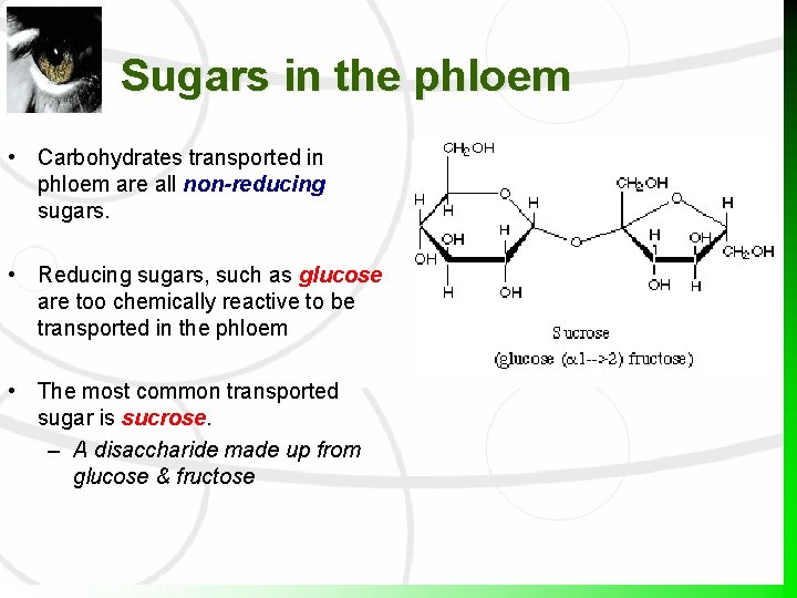 Sugars in the phloem • Carbohydrates transported in phloem are all non-reducing sugars. •