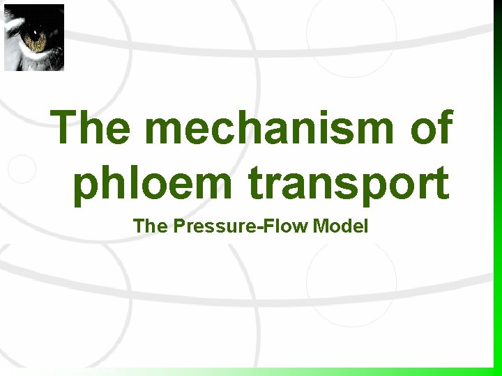 The mechanism of phloem transport The Pressure-Flow Model http: //www. virtualschoolhub. com The mechanism of phloem transport The Pressure-Flow Model http: //www. virtualschoolhub. com