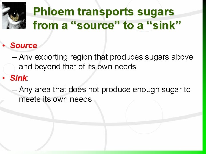 Phloem transports sugars from a “source” to a “sink” • Source: – Any exporting