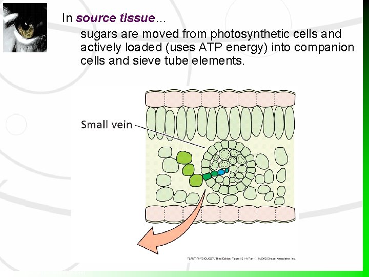 In source tissue… sugars are moved from photosynthetic cells and actively loaded (uses ATP