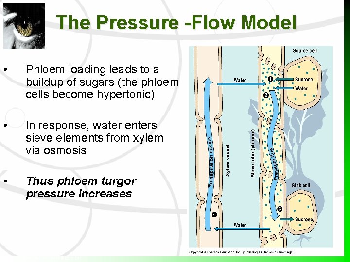 The Pressure -Flow Model • Phloem loading leads to a buildup of sugars (the