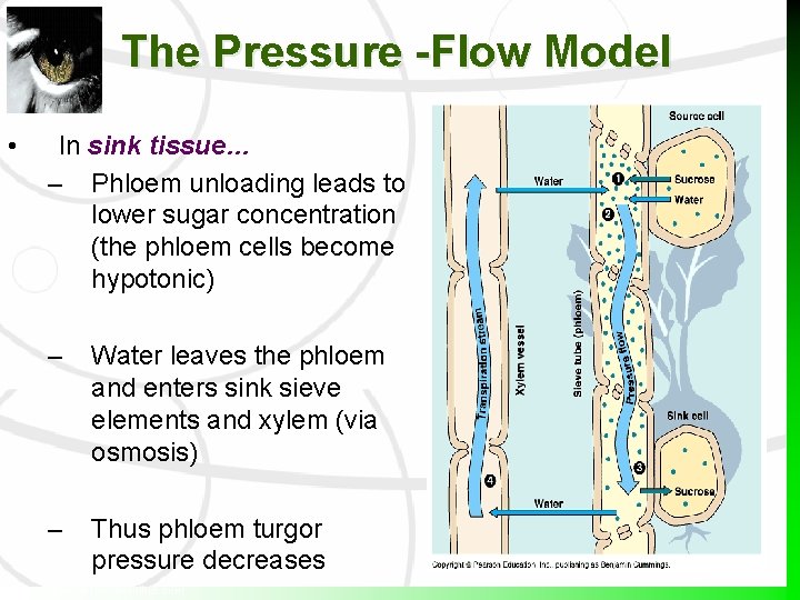The Pressure -Flow Model • In sink tissue… – Phloem unloading leads to lower The Pressure -Flow Model • In sink tissue… – Phloem unloading leads to lower