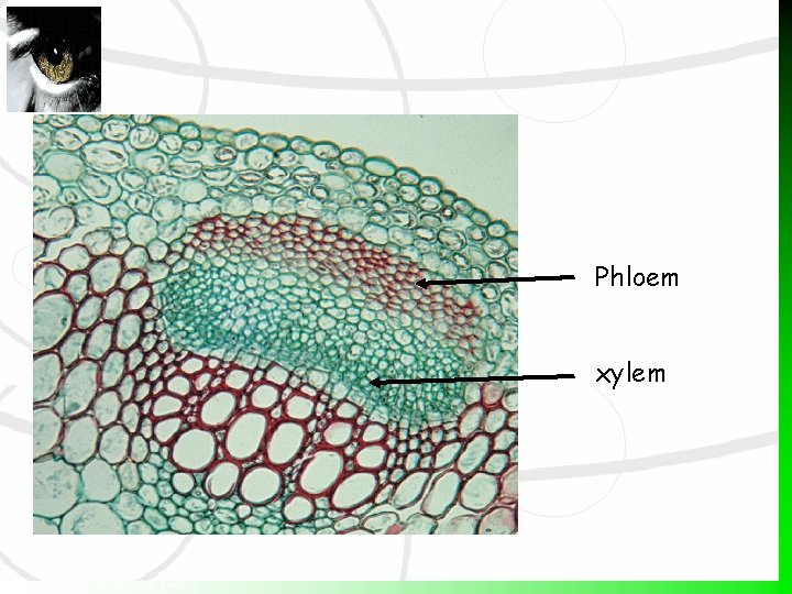 Fig. 10. 1 Phloem xylem http: //www. virtualschoolhub. com 