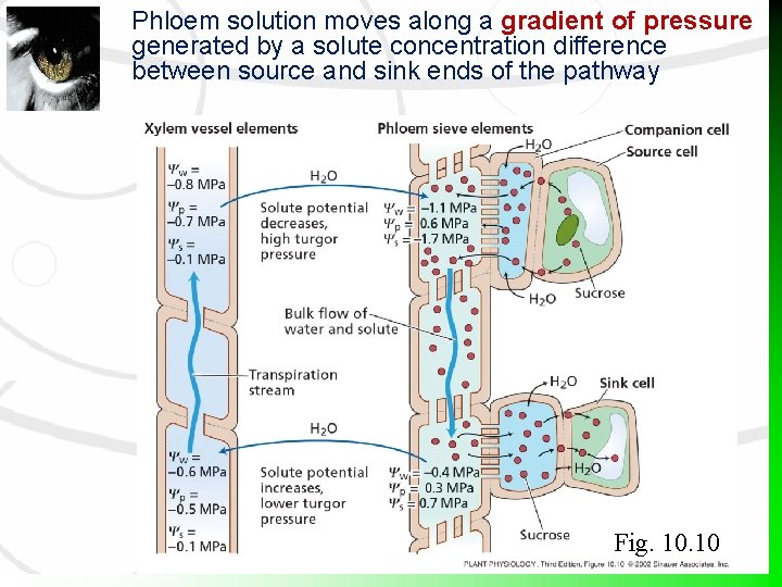 Phloem solution moves along a gradient of pressure generated by a solute concentration difference