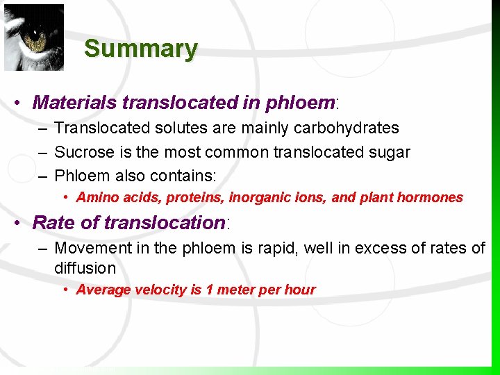 Summary • Materials translocated in phloem: – Translocated solutes are mainly carbohydrates – Sucrose