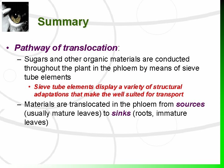 Summary • Pathway of translocation: – Sugars and other organic materials are conducted throughout