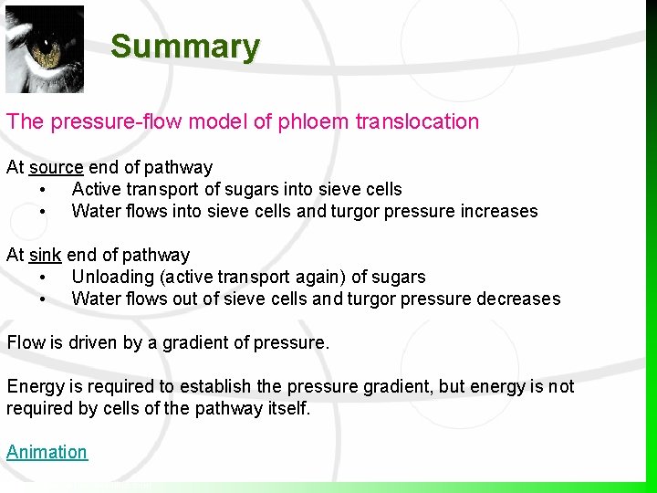 Summary The pressure-flow model of phloem translocation At source end of pathway • Active