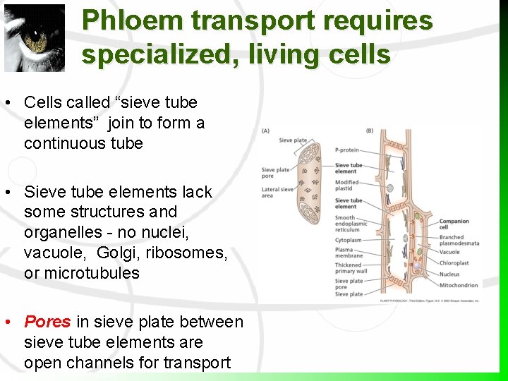 Phloem transport requires specialized, living cells • Cells called “sieve tube elements” join to Phloem transport requires specialized, living cells • Cells called “sieve tube elements” join to