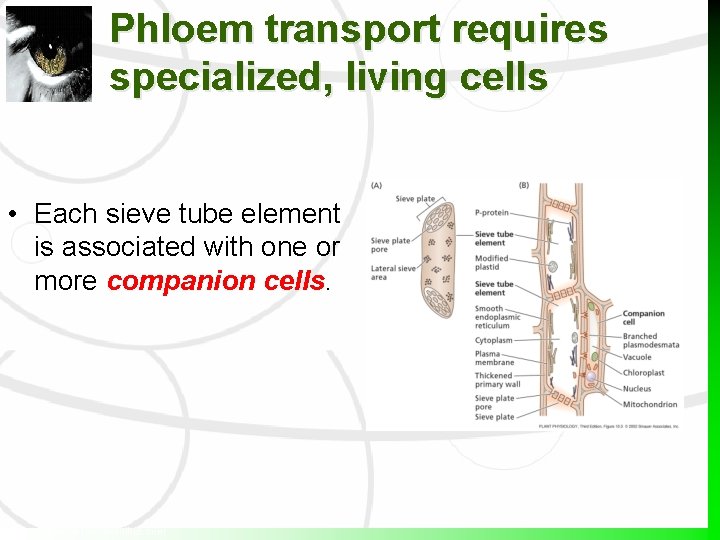 Phloem transport requires specialized, living cells • Each sieve tube element is associated with