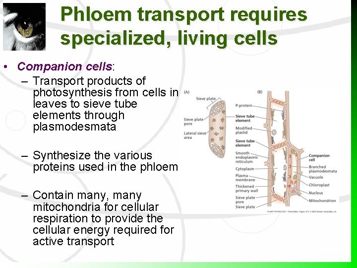 Phloem transport requires specialized, living cells • Companion cells: – Transport products of photosynthesis