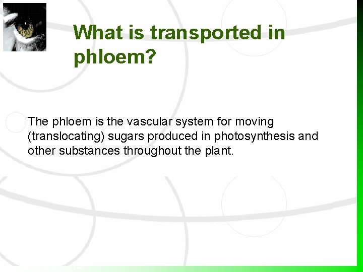 What is transported in phloem? The phloem is the vascular system for moving (translocating) What is transported in phloem? The phloem is the vascular system for moving (translocating)