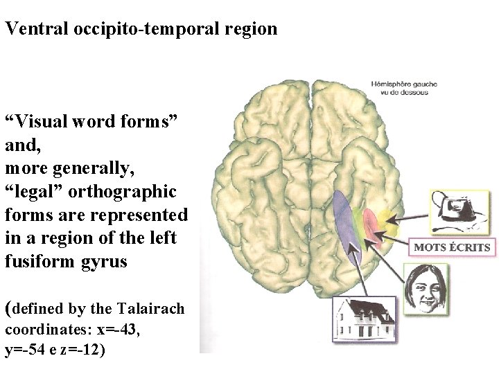 Ventral occipito-temporal region “Visual word forms” and, more generally, “legal” orthographic forms are represented