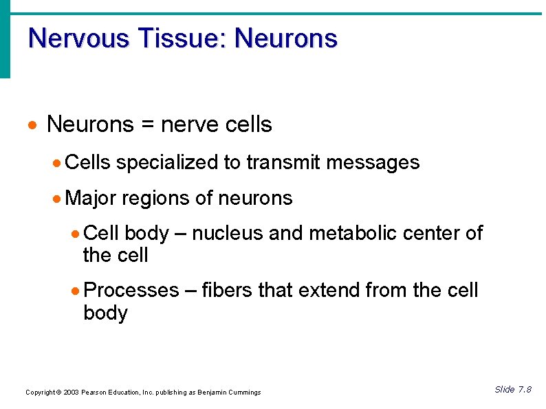 Nervous Tissue: Neurons = nerve cells Cells specialized to transmit messages Major regions of