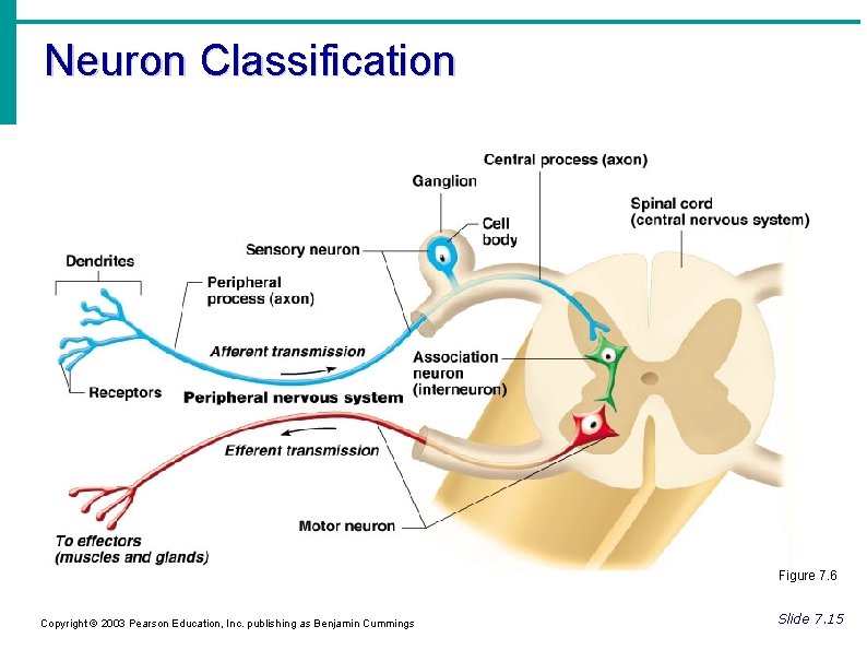 Neuron Classification Figure 7. 6 Copyright © 2003 Pearson Education, Inc. publishing as Benjamin