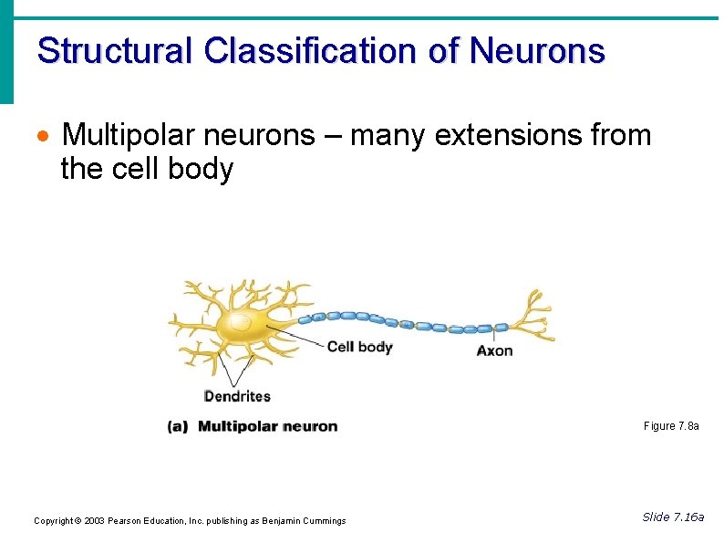 Structural Classification of Neurons Multipolar neurons – many extensions from the cell body Figure