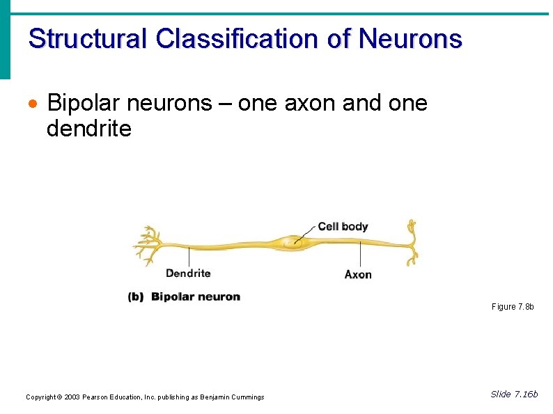 Structural Classification of Neurons Bipolar neurons – one axon and one dendrite Figure 7.