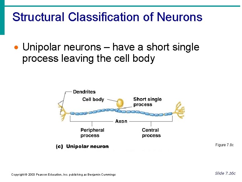 Structural Classification of Neurons Unipolar neurons – have a short single process leaving the