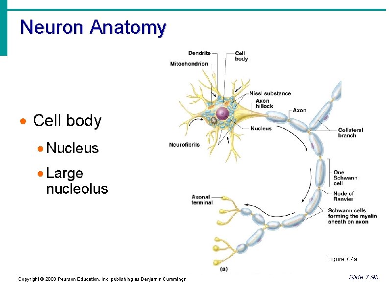 Neuron Anatomy Cell body Nucleus Large nucleolus Figure 7. 4 a Copyright © 2003