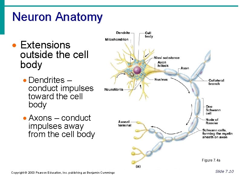 Neuron Anatomy Extensions outside the cell body Dendrites – conduct impulses toward the cell