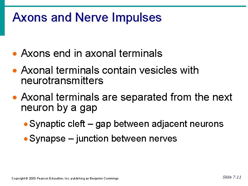 Axons and Nerve Impulses Axons end in axonal terminals Axonal terminals contain vesicles with