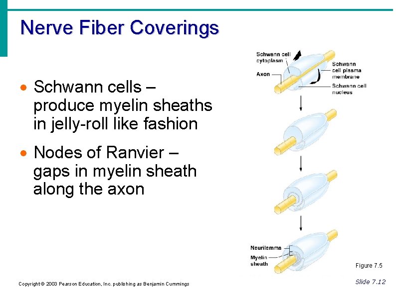 Nerve Fiber Coverings Schwann cells – produce myelin sheaths in jelly-roll like fashion Nodes