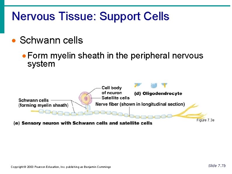 Nervous Tissue: Support Cells Schwann cells Form myelin sheath in the peripheral nervous system