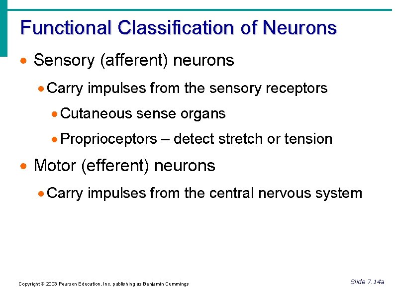 Functional Classification of Neurons Sensory (afferent) neurons Carry impulses from the sensory receptors Cutaneous