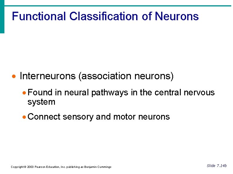 Functional Classification of Neurons Interneurons (association neurons) Found in neural pathways in the central