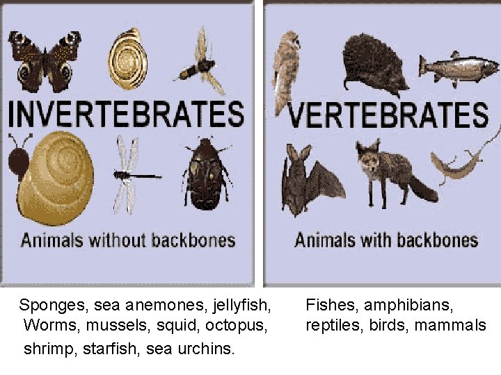 Sponges, sea anemones, jellyfish, Worms, mussels, squid, octopus, shrimp, starfish, sea urchins. Fishes, amphibians,