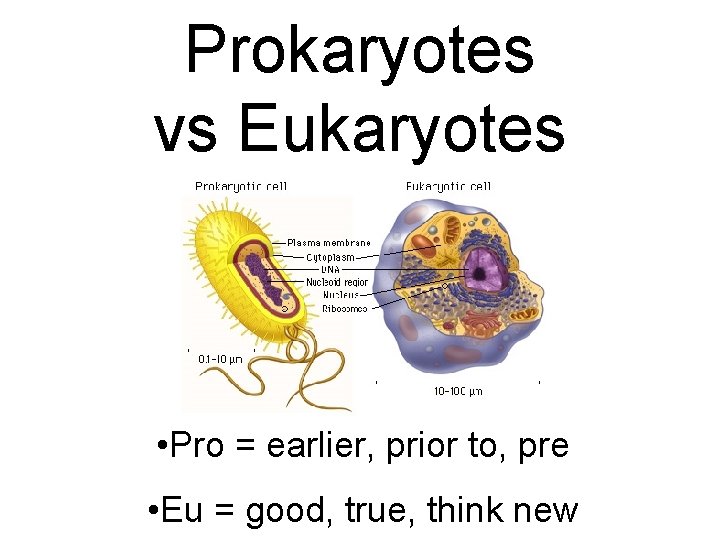 Prokaryotes vs Eukaryotes • Pro = earlier, prior to, pre • Eu = good,