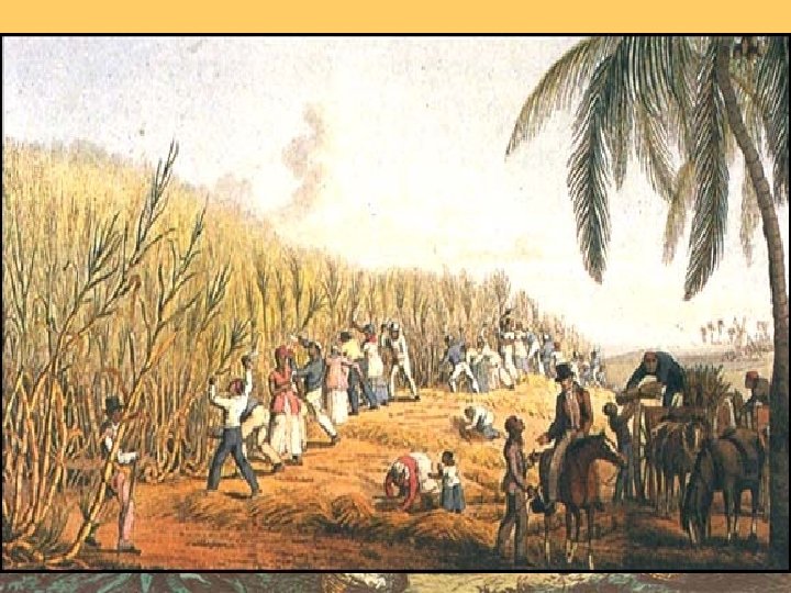 Cotton Plantation 