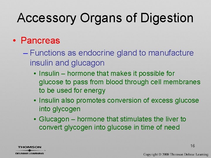 Accessory Organs of Digestion • Pancreas – Functions as endocrine gland to manufacture insulin