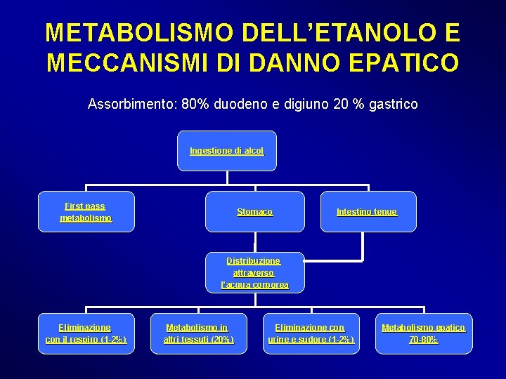 METABOLISMO DELL’ETANOLO E MECCANISMI DI DANNO EPATICO Assorbimento: 80% duodeno e digiuno 20 %