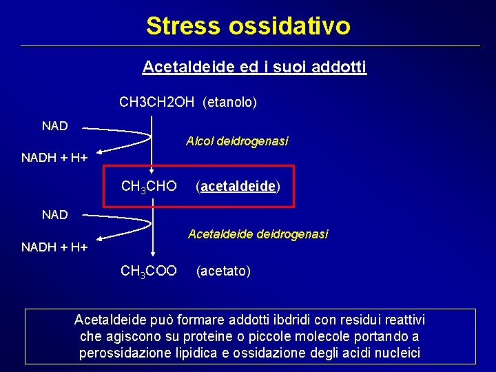 Stress ossidativo Acetaldeide ed i suoi addotti CH 3 CH 2 OH (etanolo) NAD