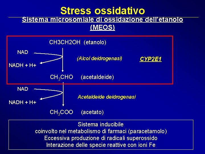 Stress ossidativo Sistema microsomiale di ossidazione dell’etanolo (MEOS) CH 3 CH 2 OH (etanolo)