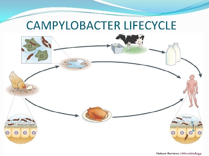 CAMPYLOBACTER LIFECYCLE 