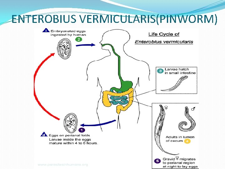 ENTEROBIUS VERMICULARIS(PINWORM) 